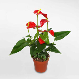 cay hong mon nho chau uom 1