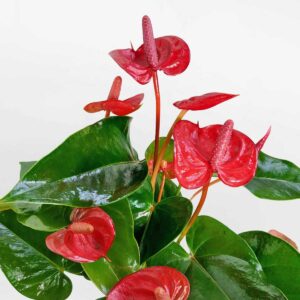 cay hong mon tieu canh tho trang