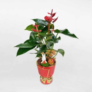 cay hong mon trung tet tho may man