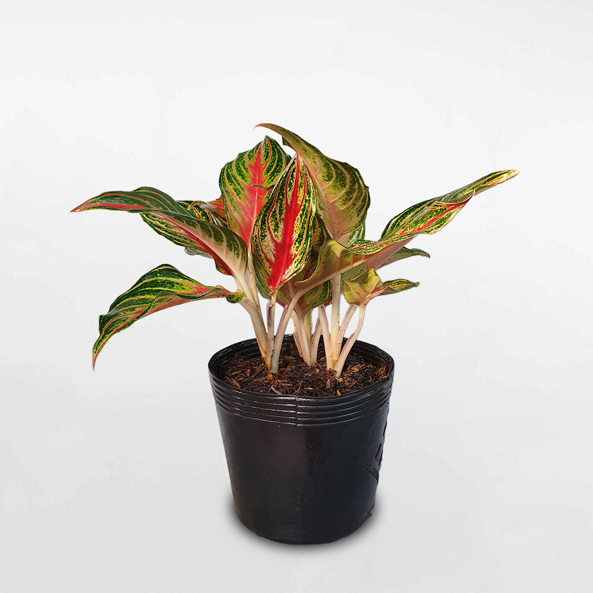 cây hồng ngân Aglaonema Red Panama