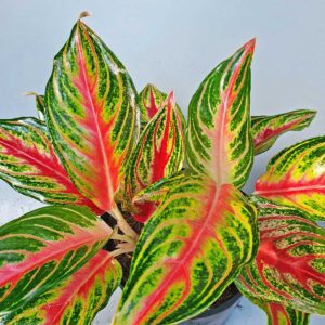 cây hồng ngân Aglaonema Red Panama