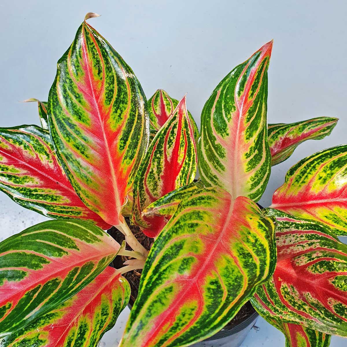 cây hồng ngân Aglaonema Red Panama