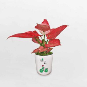 cay hong phat loc chau su trang 1