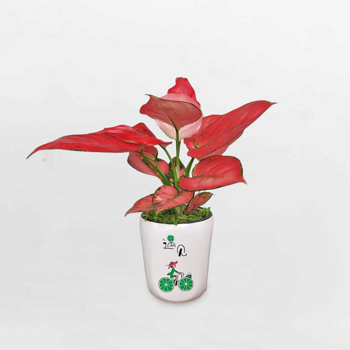 cay hong phat loc chau su trang 1