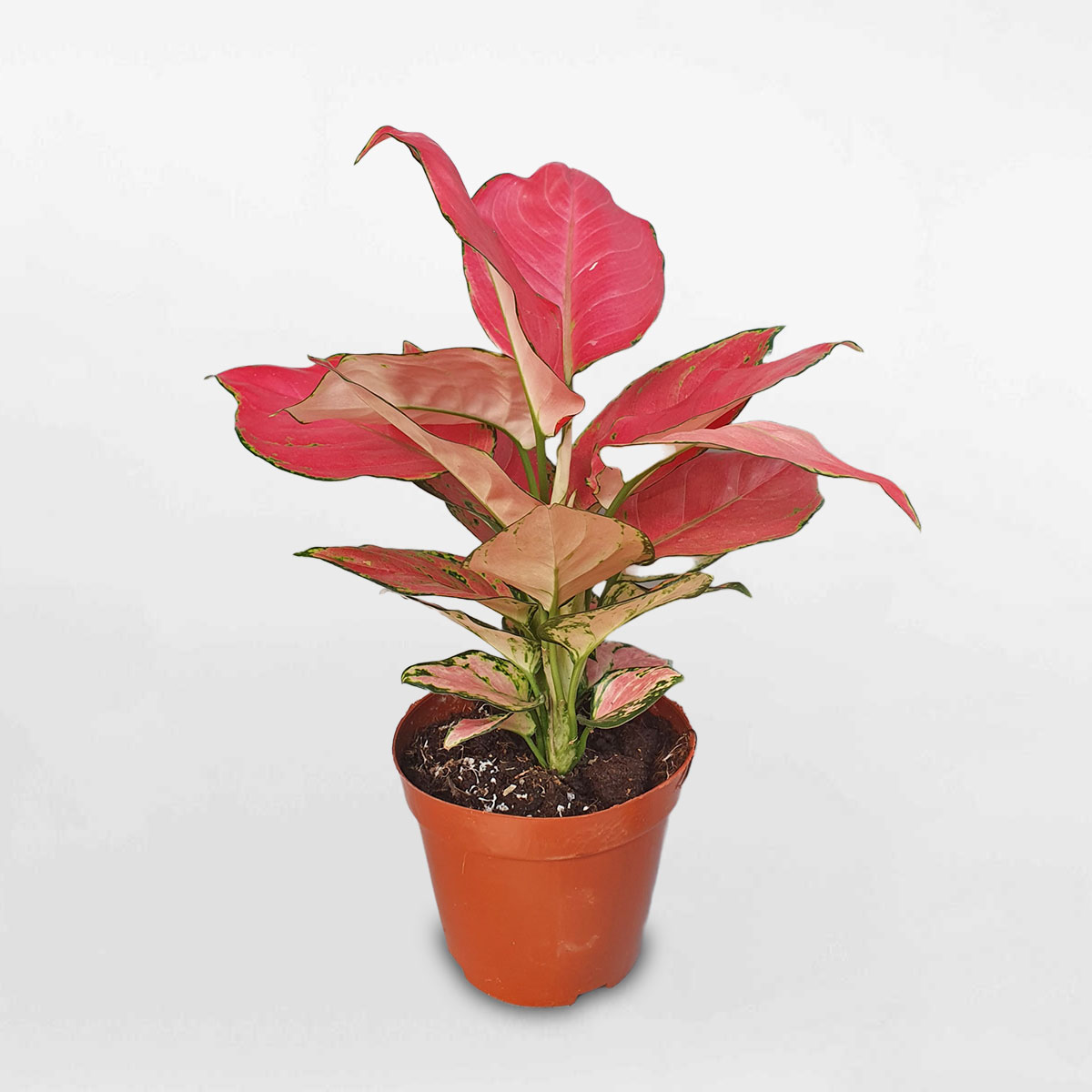 cay hong phat loc de ban 1