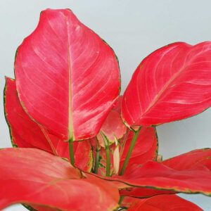 cay hong phat loc de ban 2