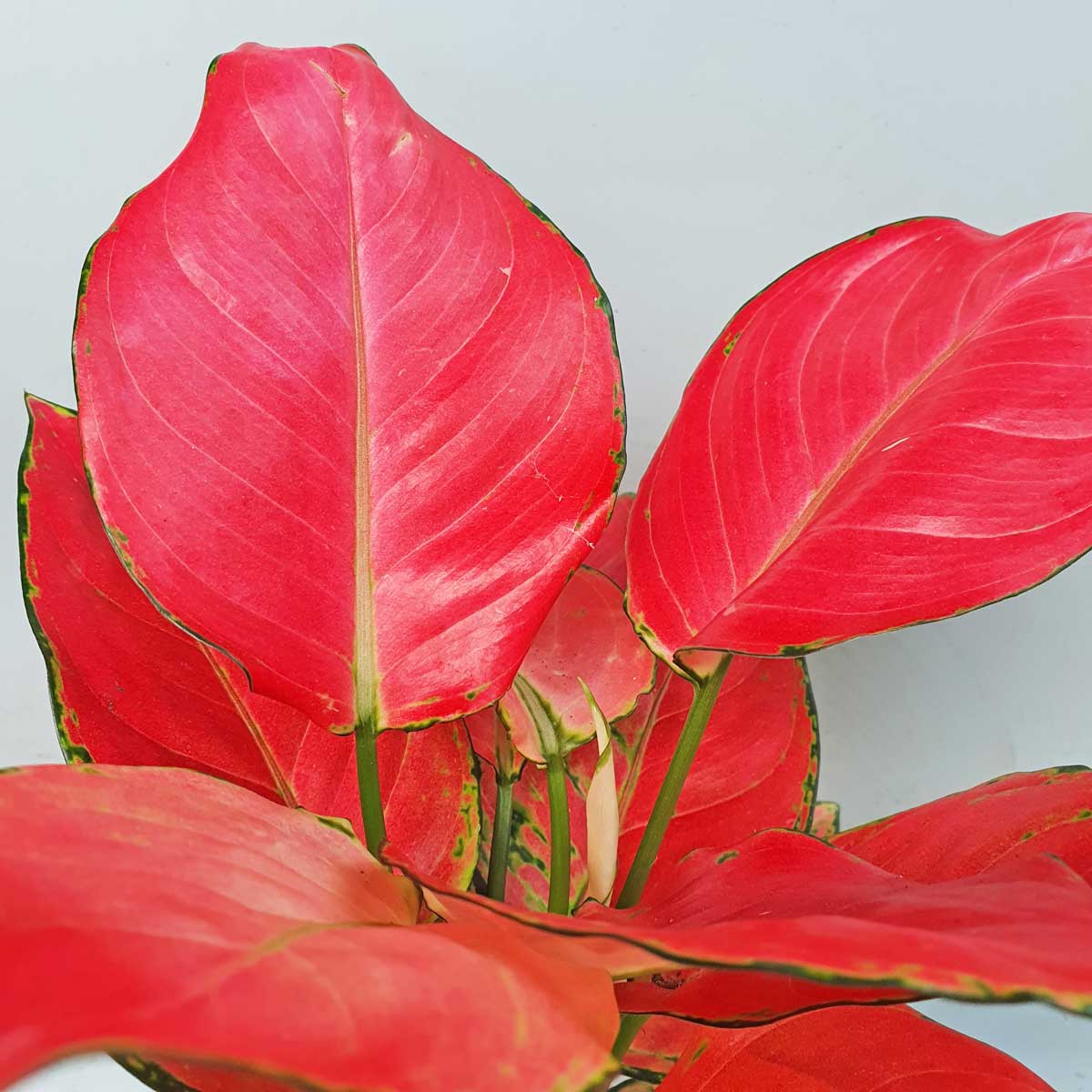 cay hong phat loc de ban 2