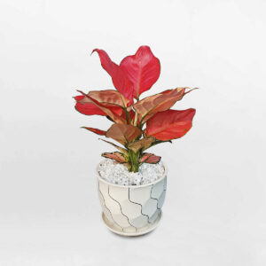 cây hồng phát lộc