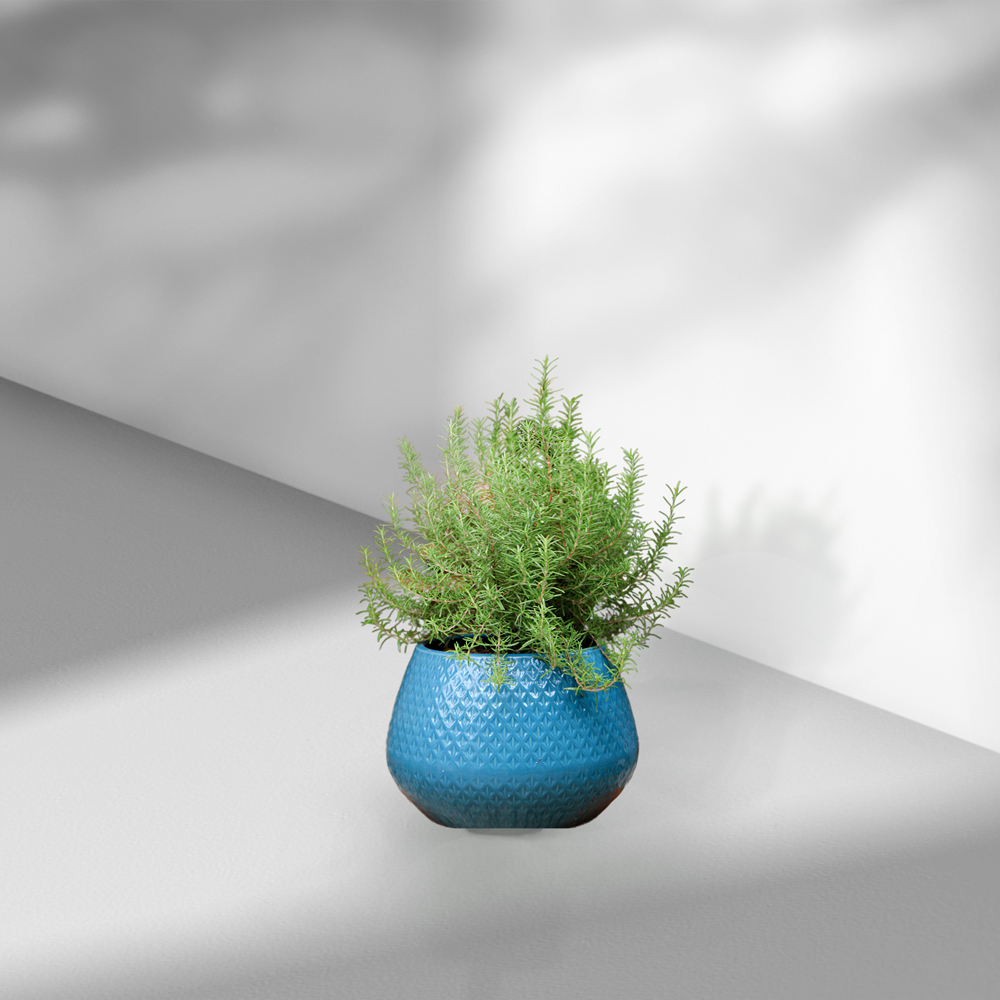 cay huong thao chau su xanh mowgarden