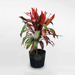 cay huyet du chau uom