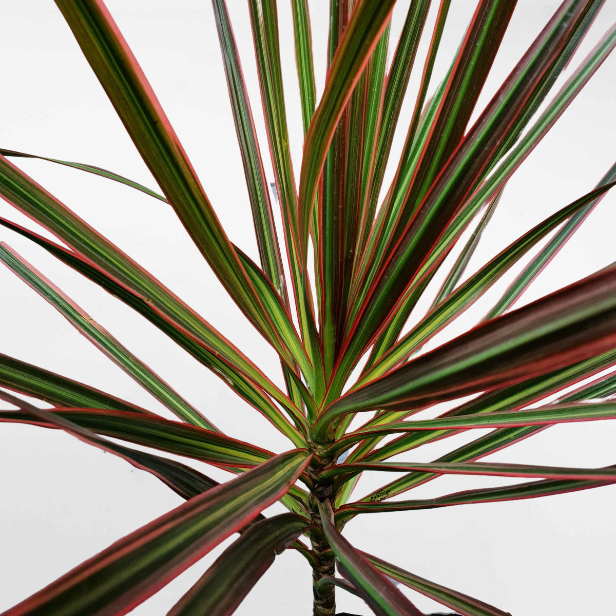 cay huyet du kiem chau uom 1