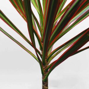 cay huyet du kiem chau uom 2