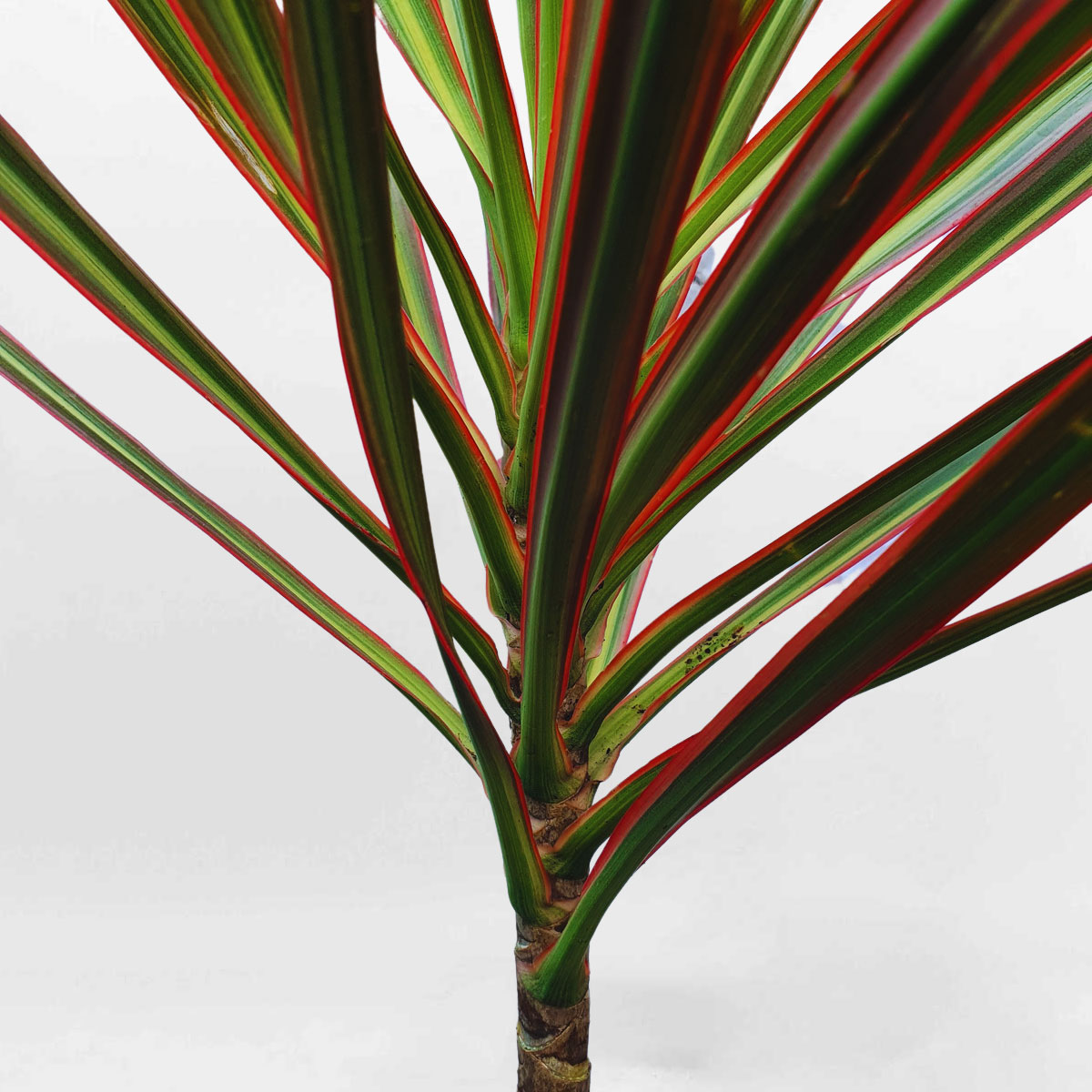 cay huyet du kiem chau uom 2