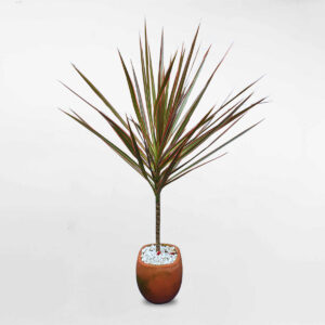 cay huyet du kiem chau uom