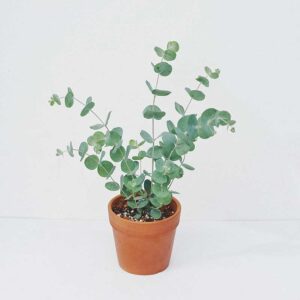 cay khuynh diep eucalyptus true blue