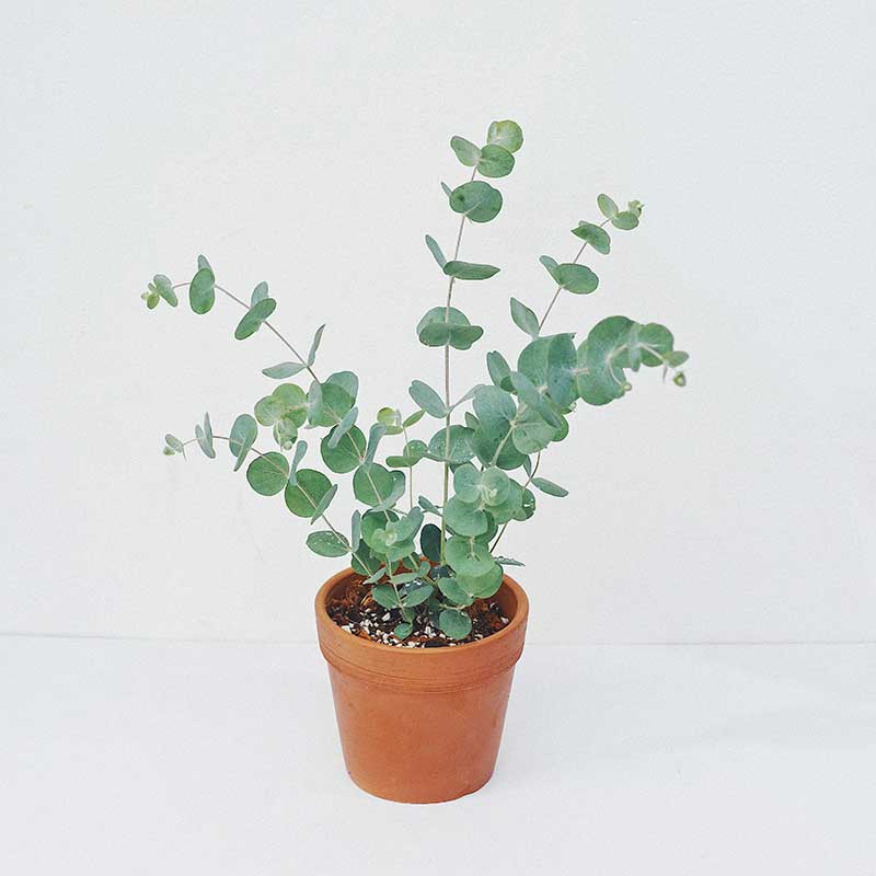 cay khuynh diep eucalyptus true blue