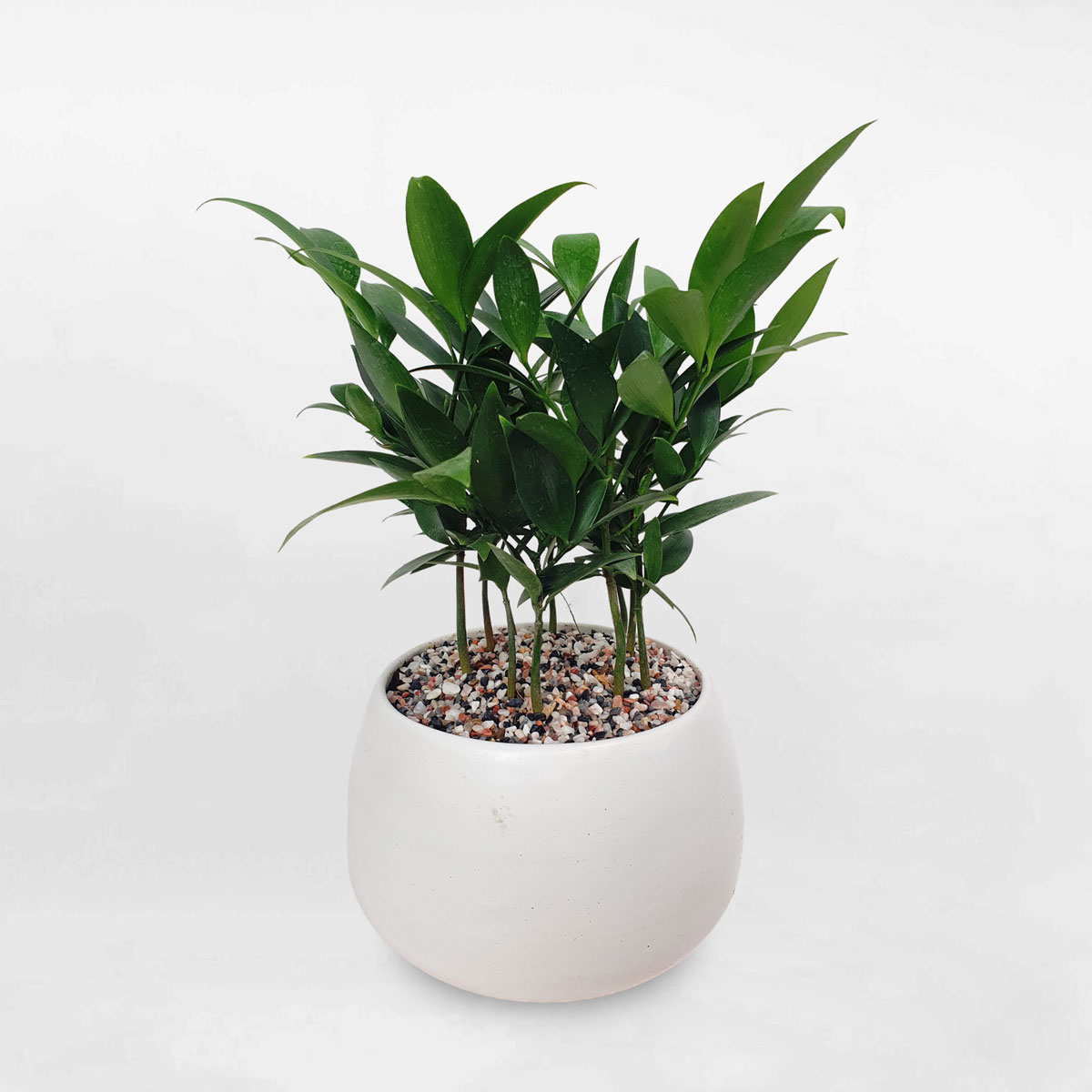 cay kim giao chau su trang