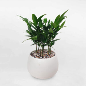 cay kim giao chau su trang