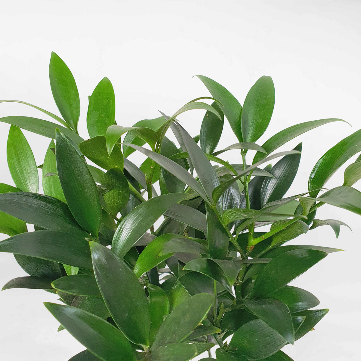 cay kim giao nho de ban