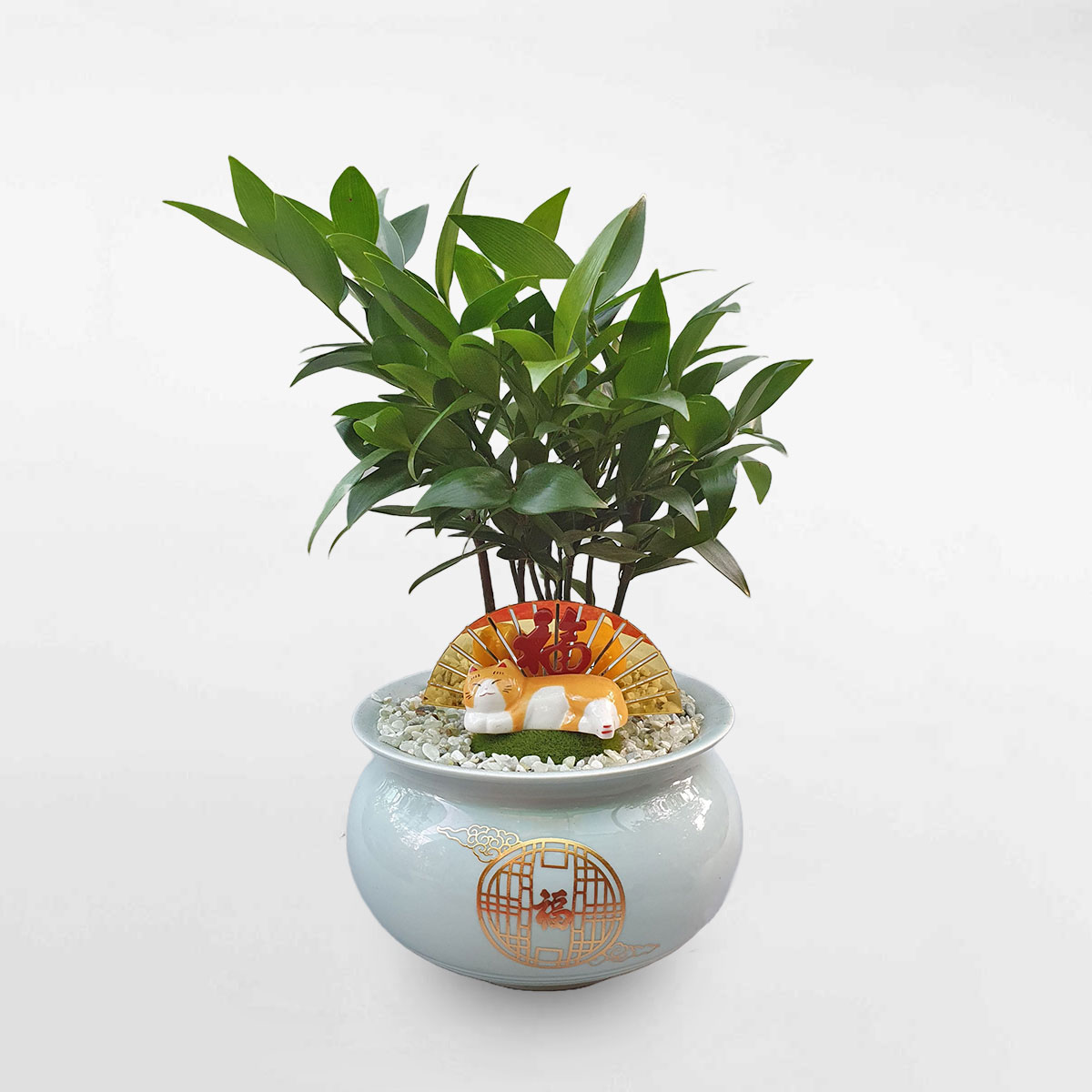 cây kim giao để bàn