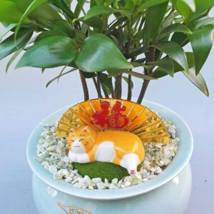 cay kim giao tieu canh de ban 2