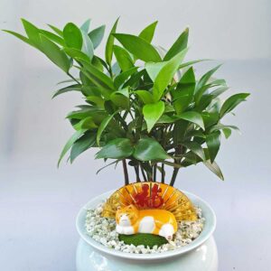 cay kim giao tieu canh de ban 3