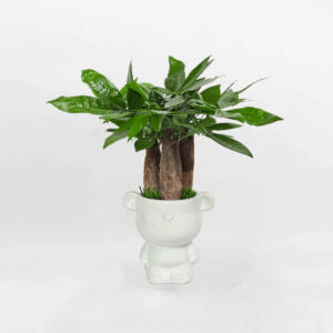 cay kim ngan 3 than chau trang mowgarden