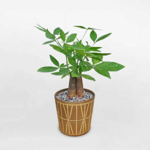 cay kim ngan 3 than de ban chau dat nung