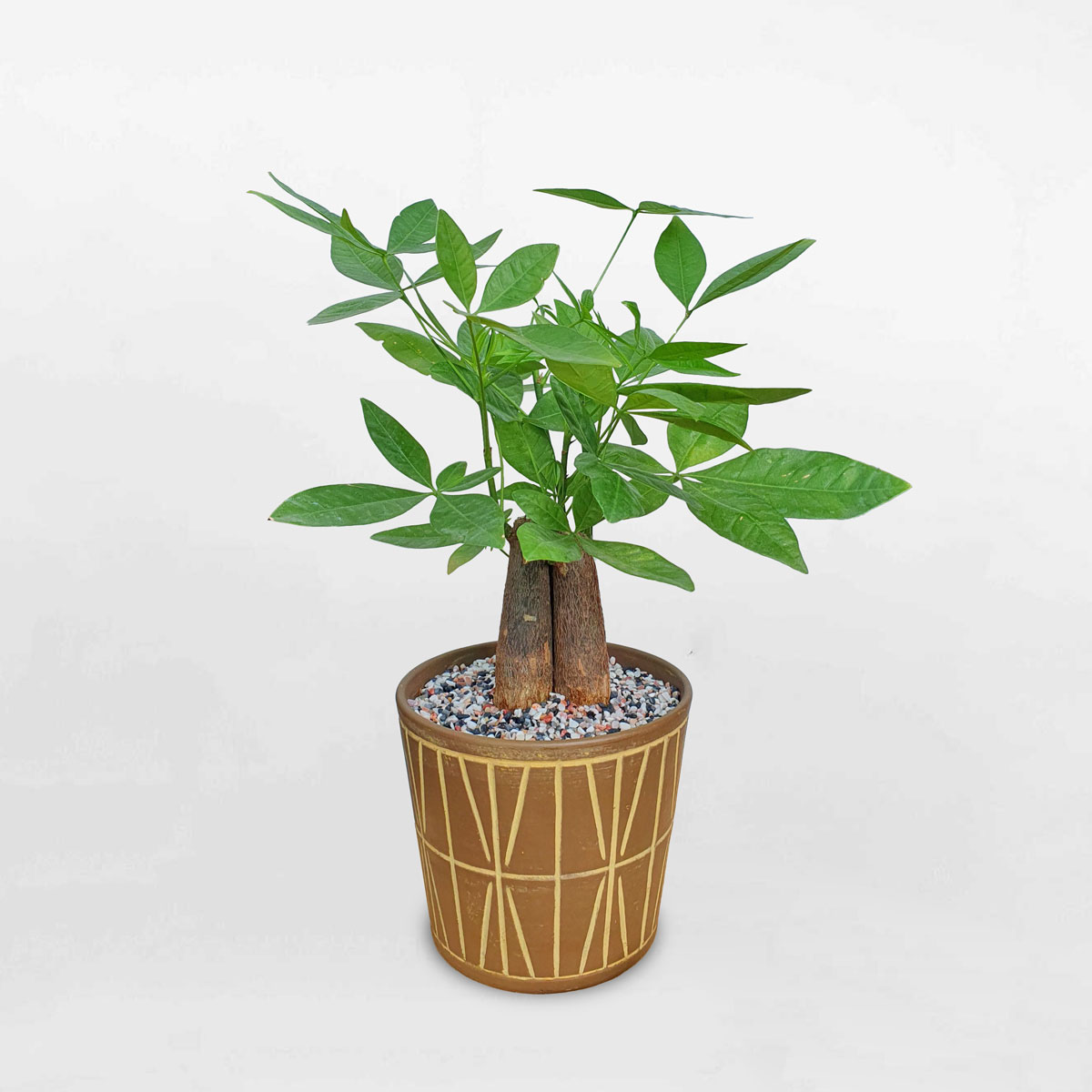 cay kim ngan 3 than de ban chau dat nung