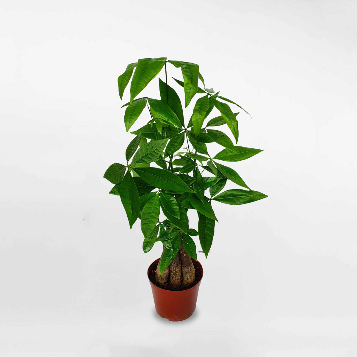 cay kim ngan 3 than mini de ban chau uom