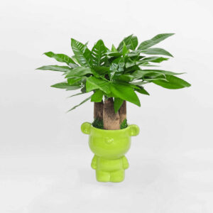 cay kim ngan 3 than mowgarden