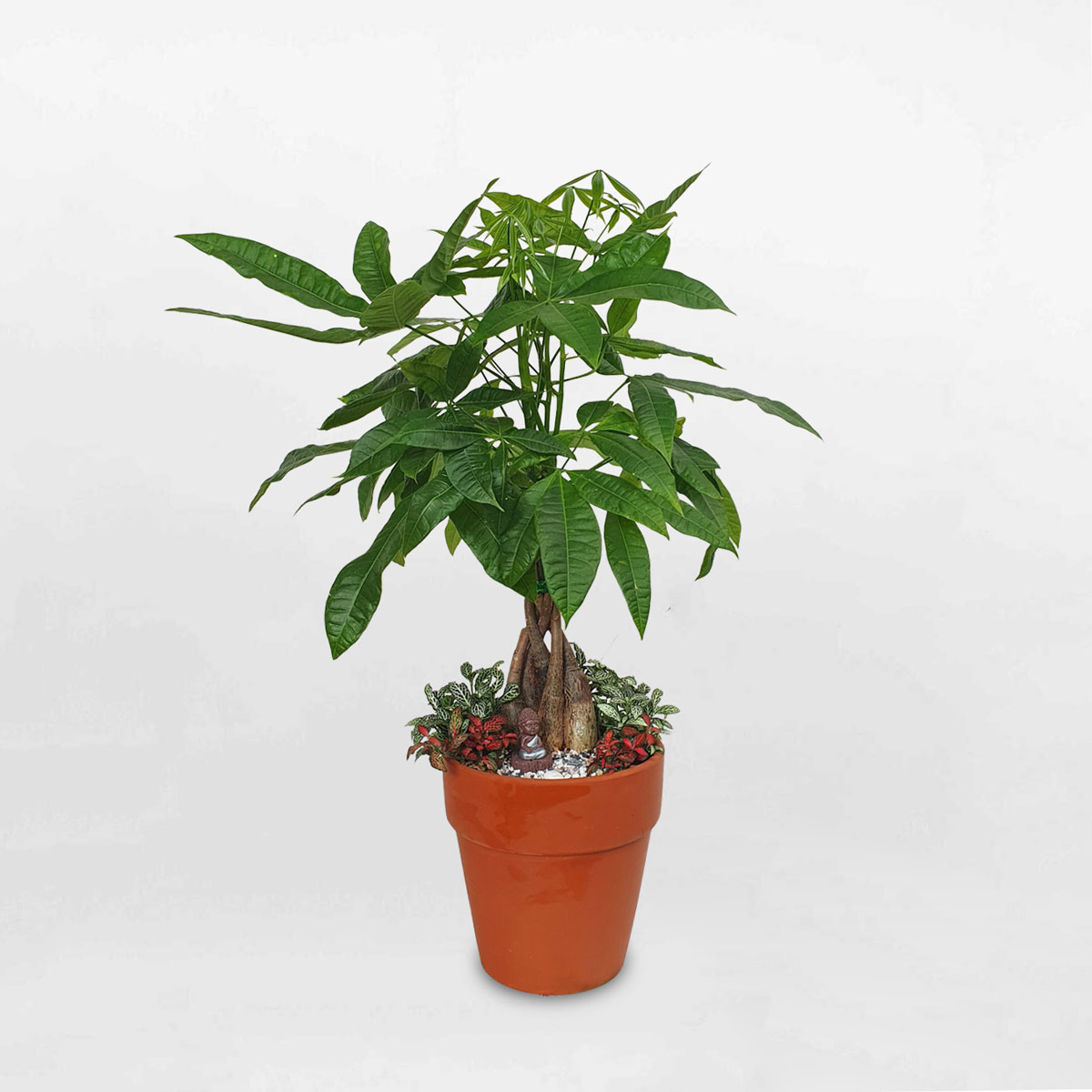 cay kim ngan binh chau dat nung 1