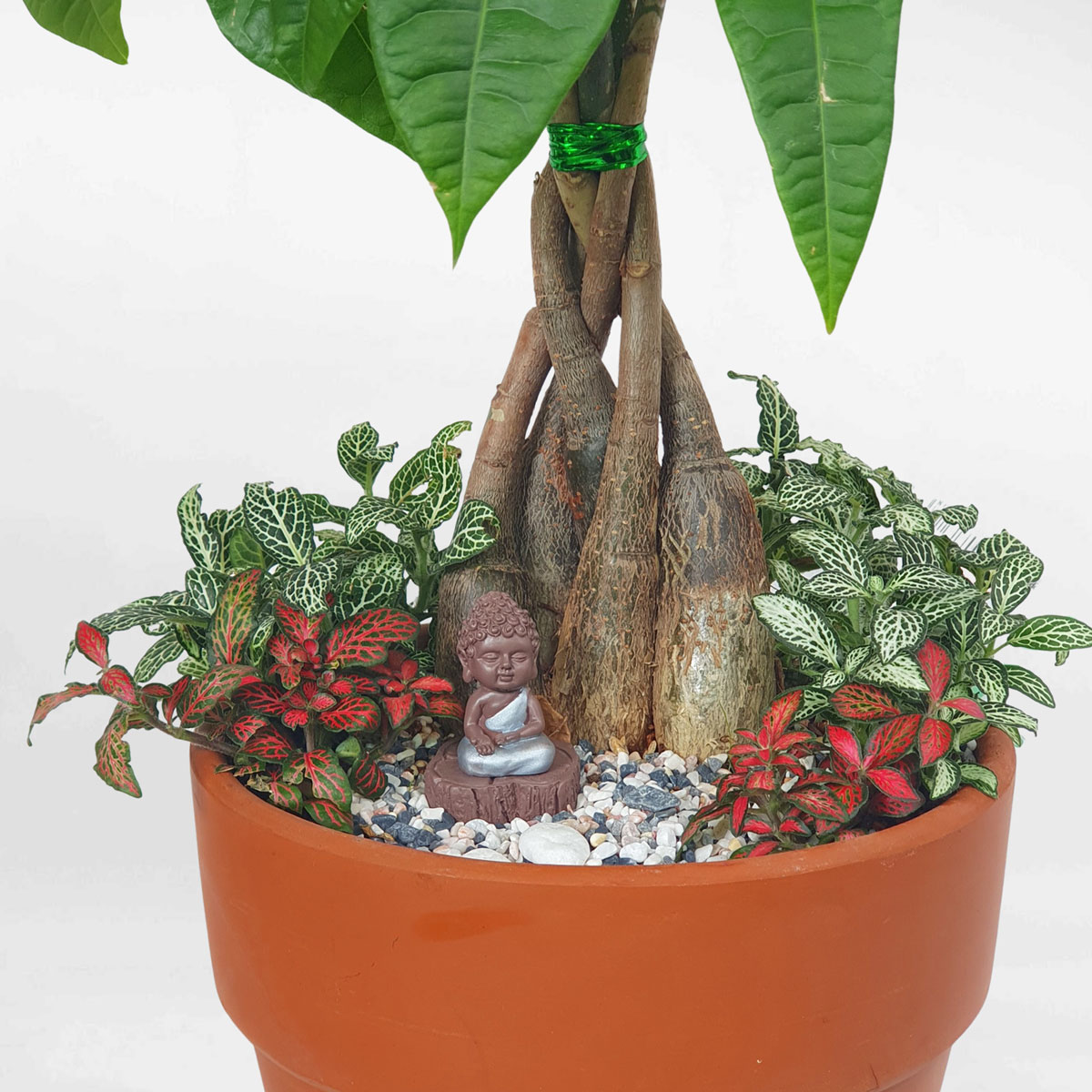 cay kim ngan binh chau dat nung 2