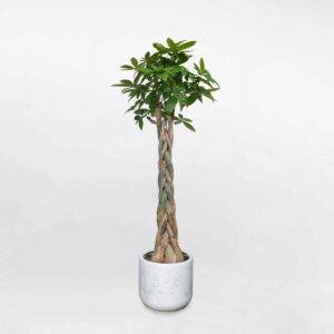 cay kim ngan binh co lon cao 1m8