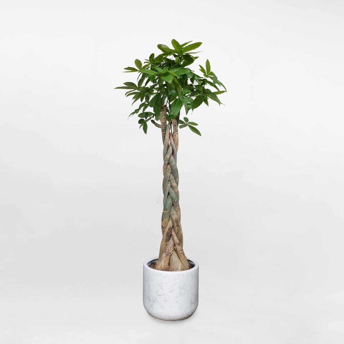 cay kim ngan binh co lon cao 1m8