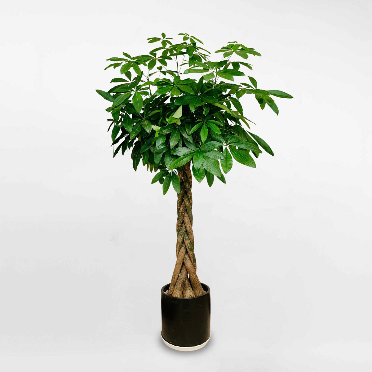 cay kim ngan binh kich thuoc lon