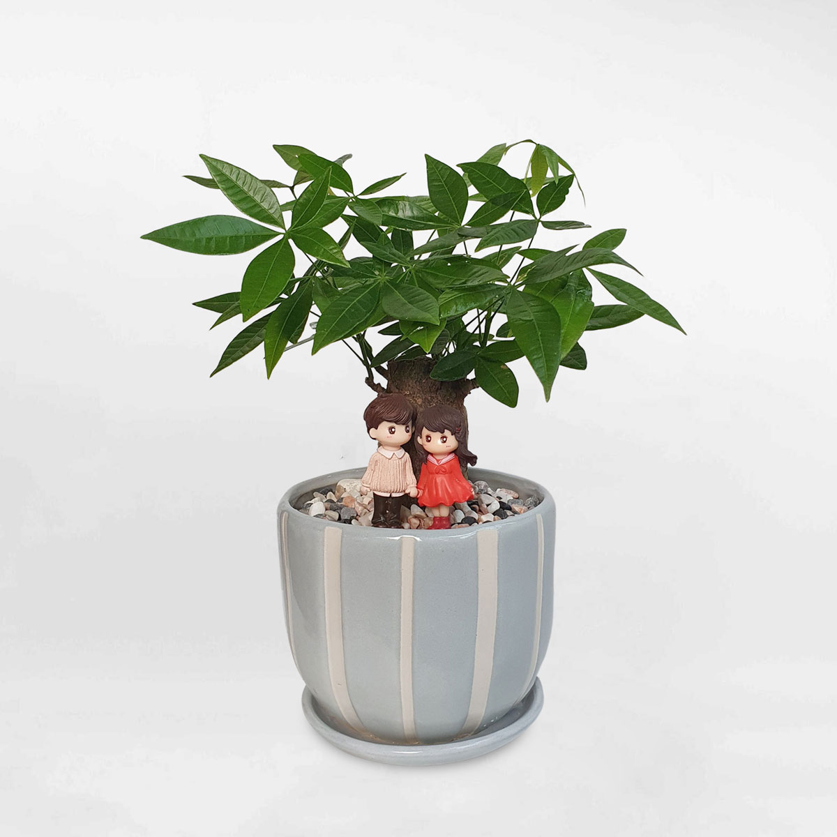 cay kim ngan chau men su 1