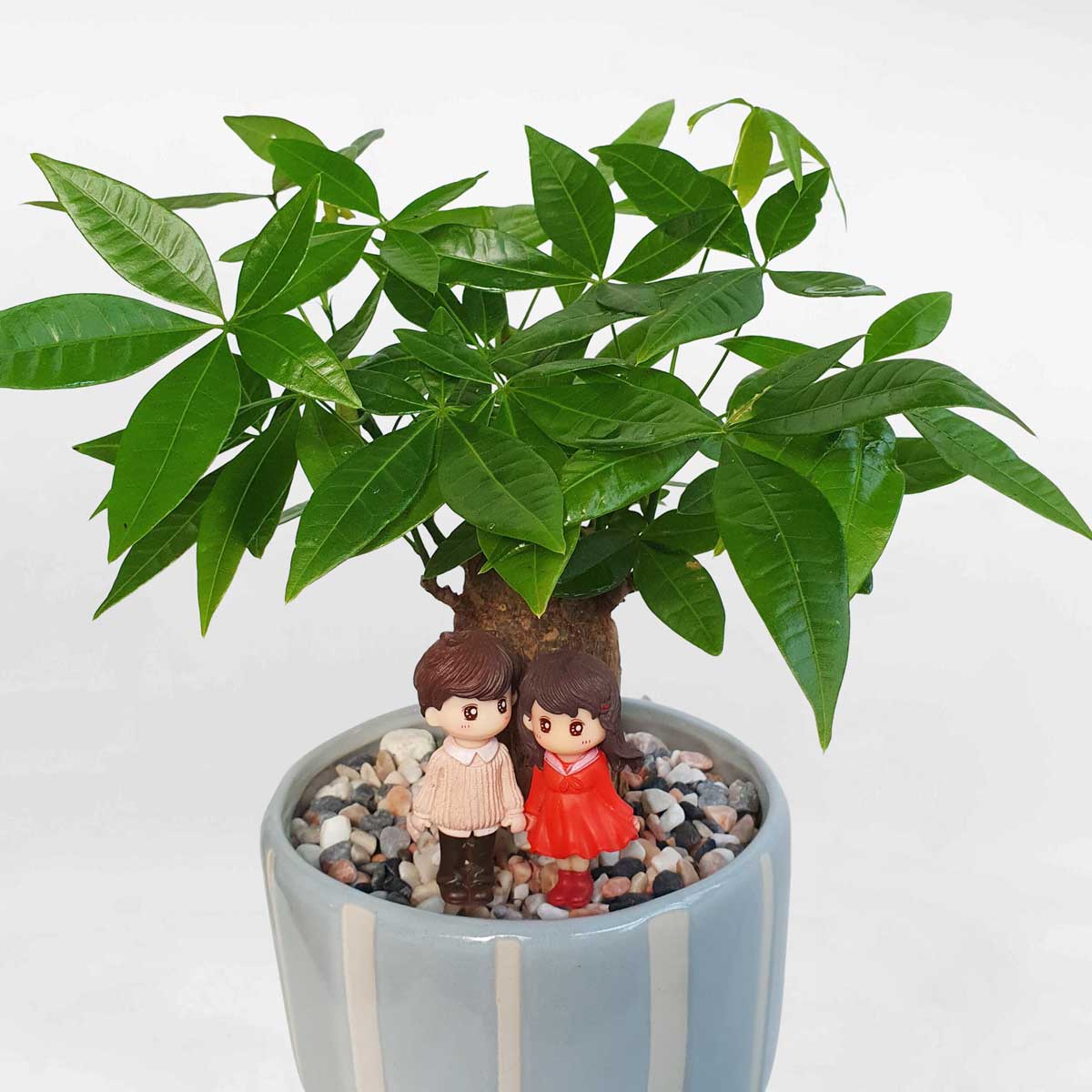 cay kim ngan chau men su 2