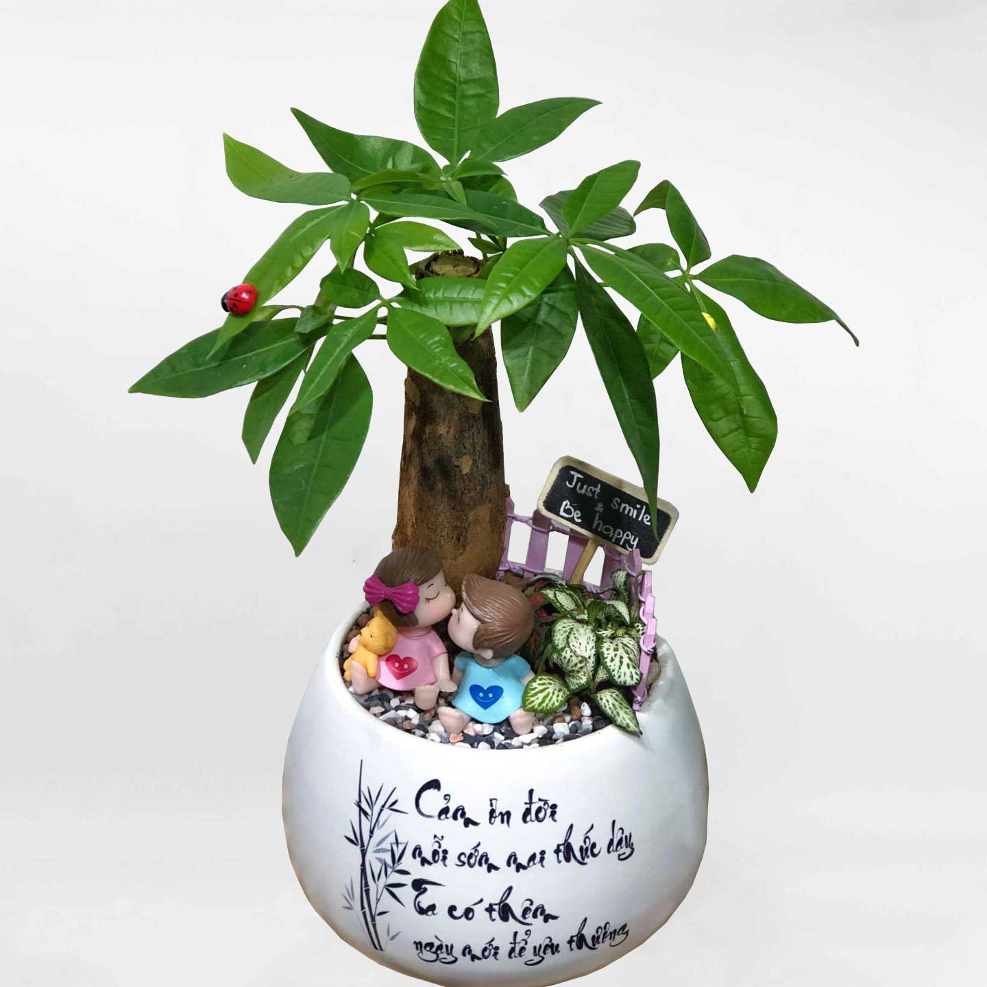 cây kim ngân để bàn