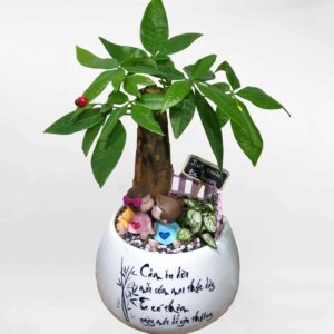 cây kim ngân để bàn