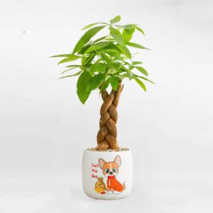 cay kim ngan de ban chau gom mowgarden