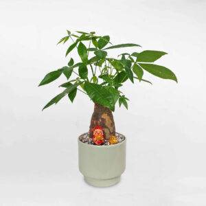 cay kim ngan de ban chau su 1