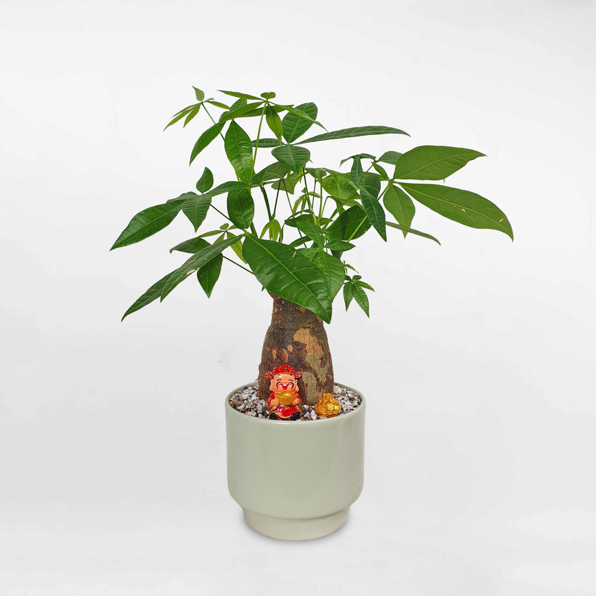 cay kim ngan de ban chau su 1