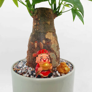 cay kim ngan de ban chau su 2