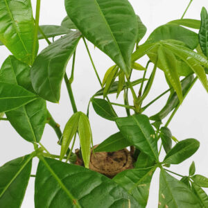 cay kim ngan de ban chau su 3