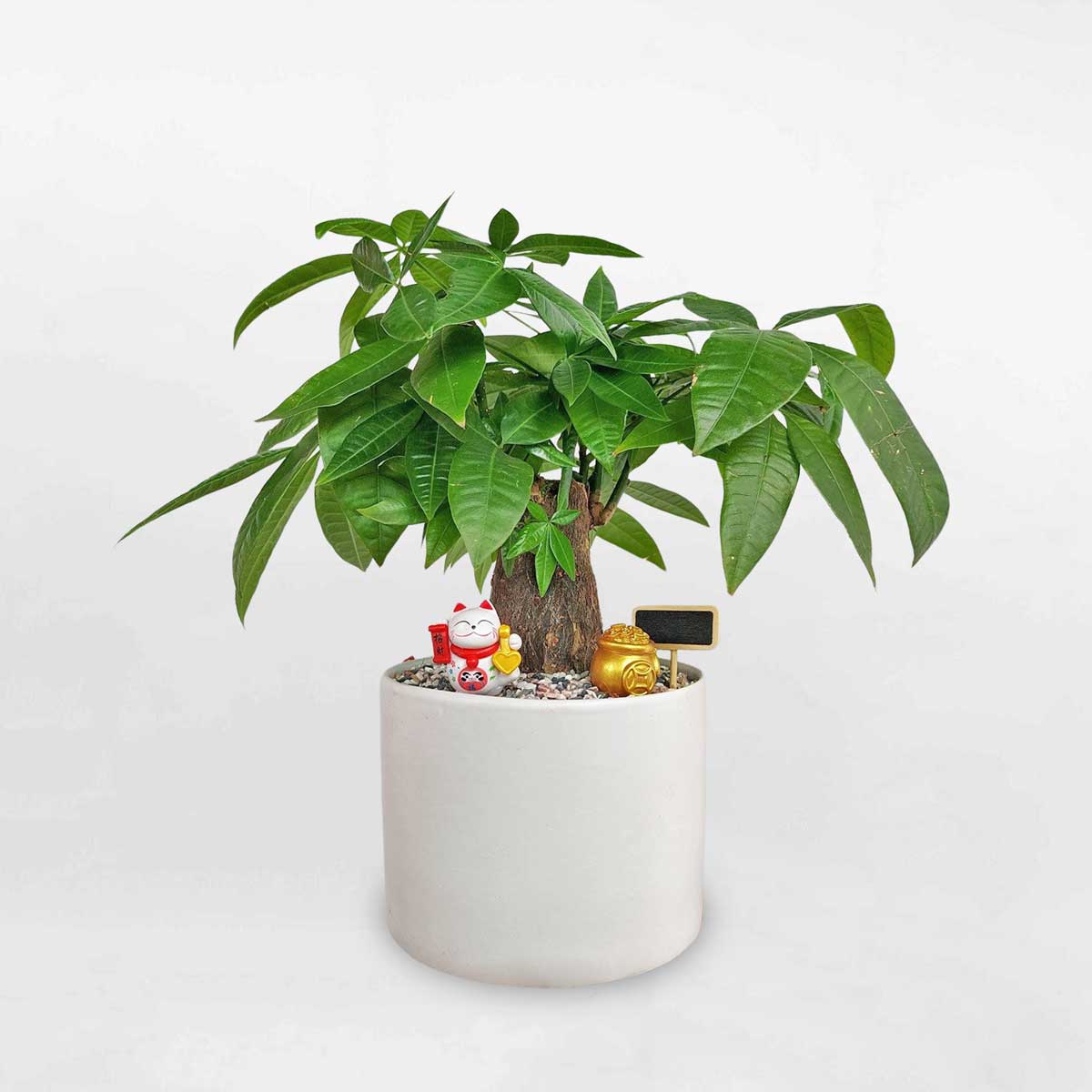 cay kim ngan de ban chau su tieu canh 1