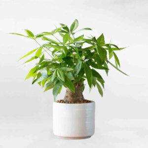 cay kim ngan de ban chau su trang mowgarden