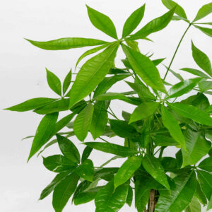 cay kim ngan de ban that binh chau su mowgarden 02