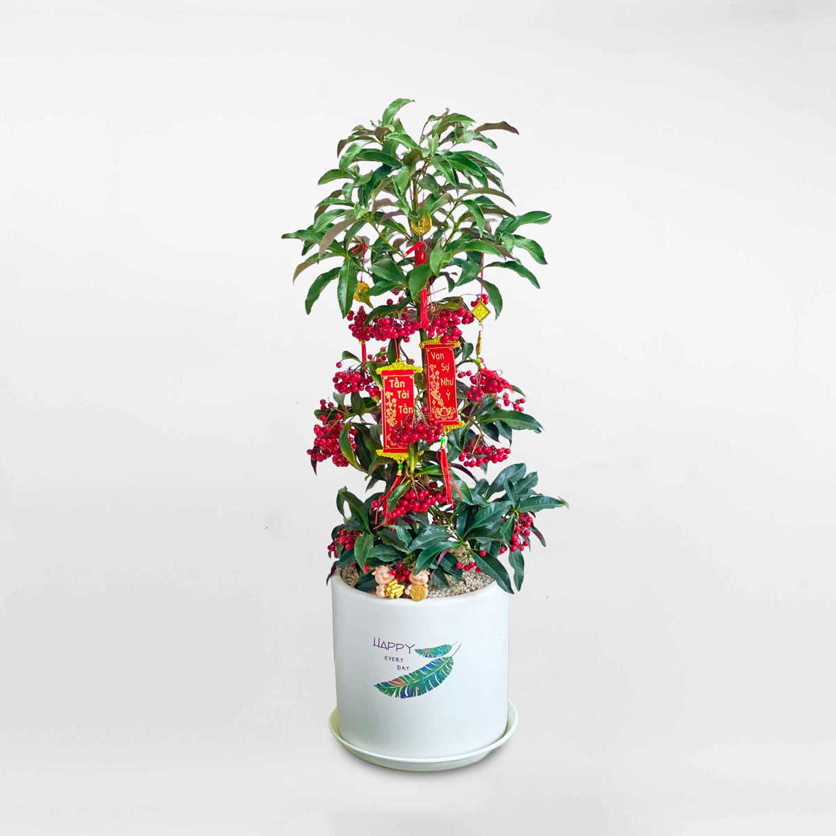 cay kim ngan luong chau gom trang