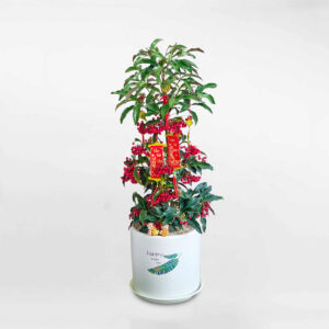 cay kim ngan luong chau gom trang